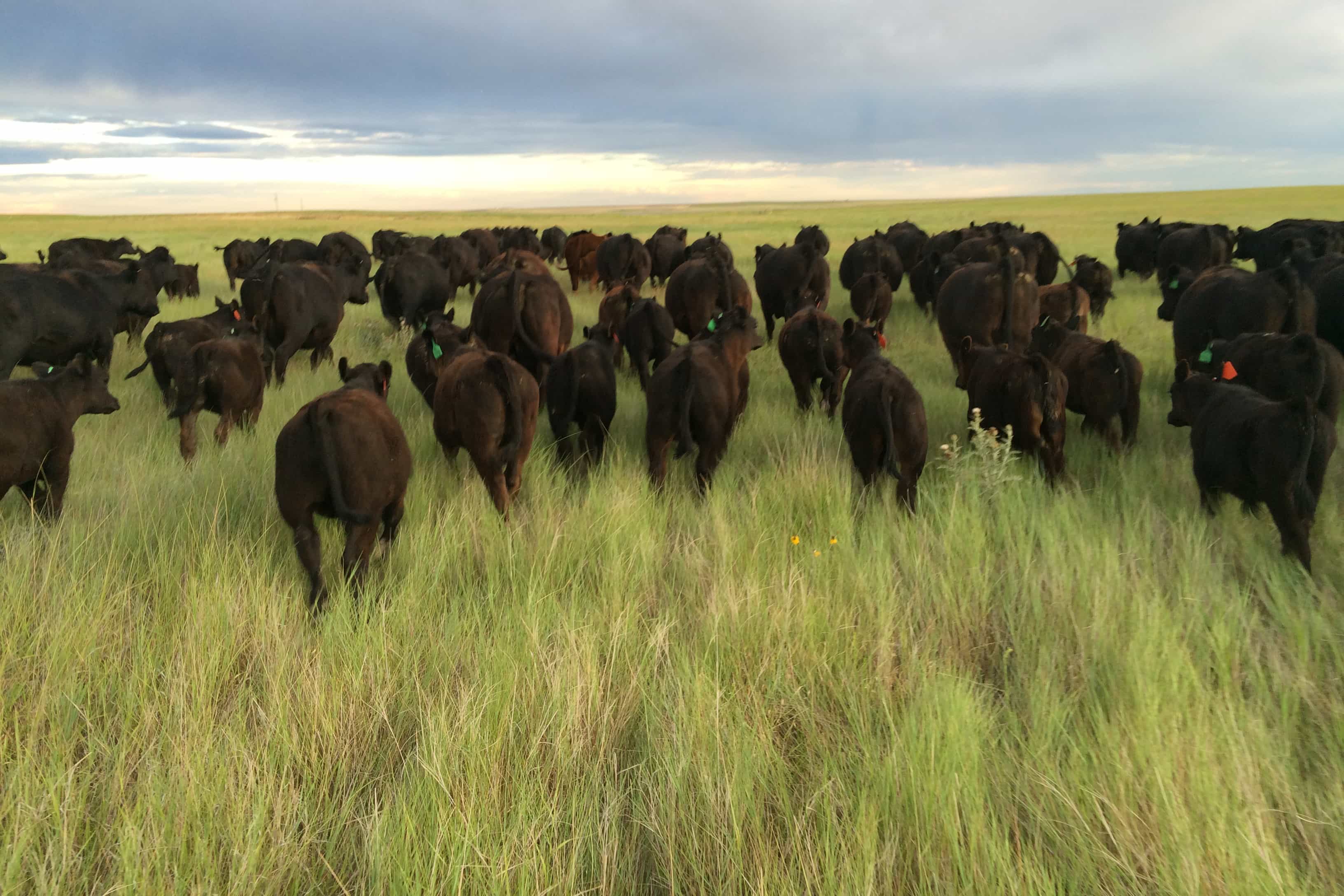 Jordan Angus – Registered Angus Bulls for Sale in Northeast Colorado