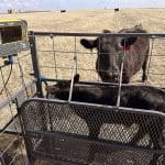 Digital Calf Scale