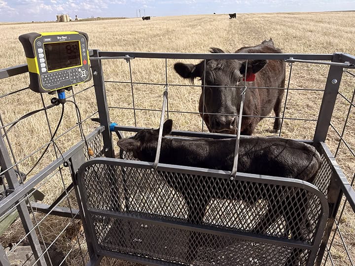 Digital Calf Scale