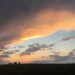 After fertility and docility, we're trying to develop heavily-muscled, problem-free cows with volume and spring of rib. Nationally, the average Angus cow weighs 1,600 pounds. We'd like to average less than that.